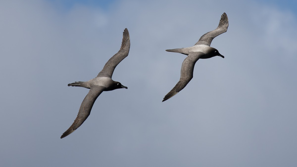 Light-mantled Albatross - David Newell