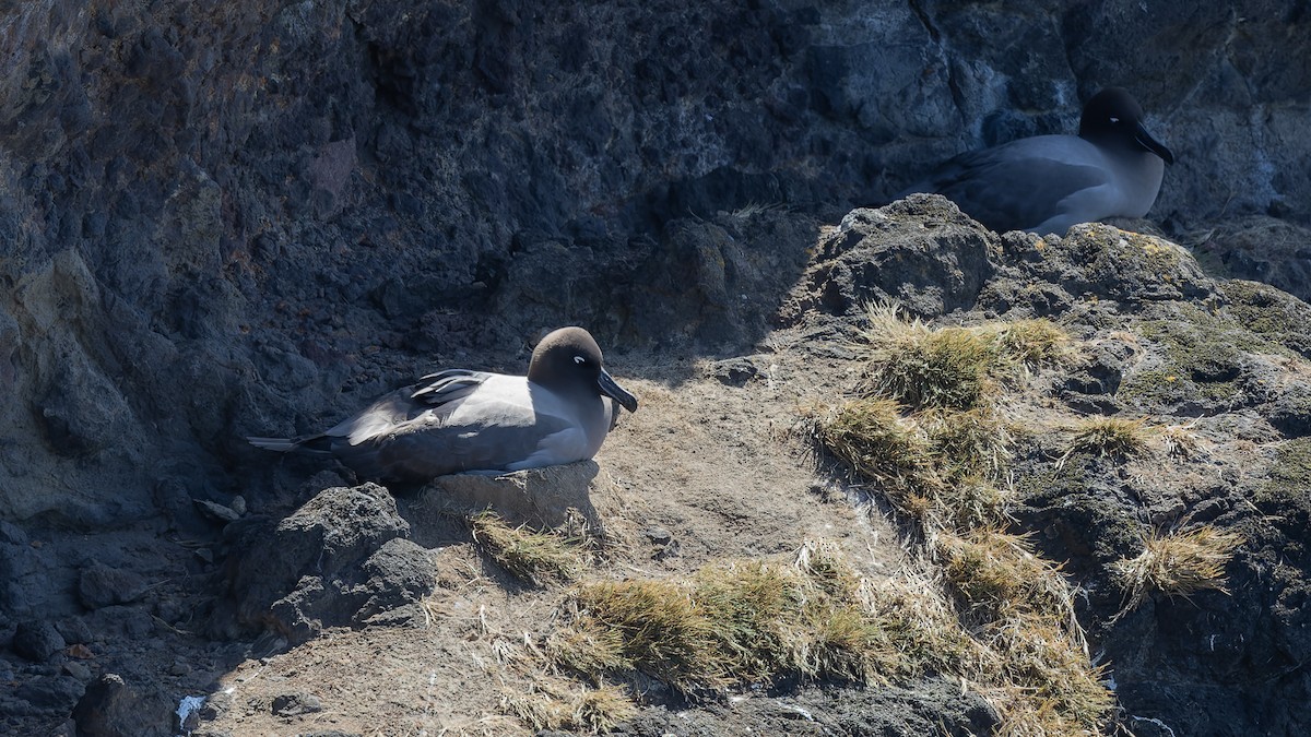 albatros světlehřbetý - ML544921191