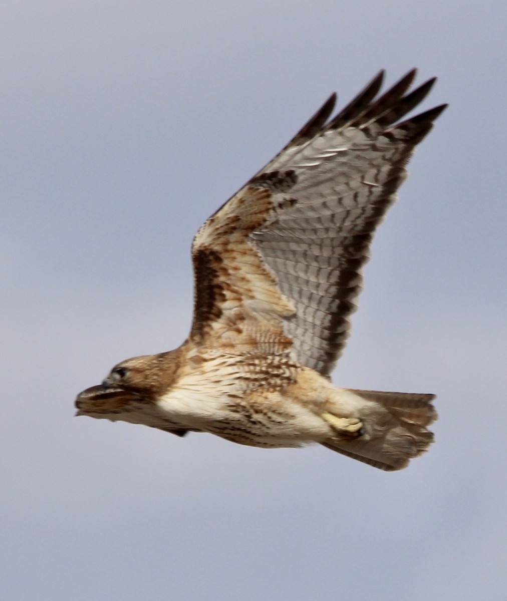 Red-tailed Hawk - ML544922301