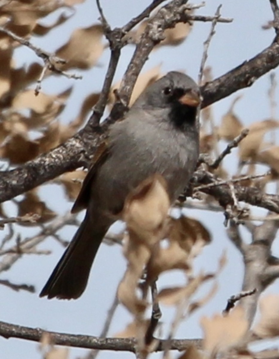 Black-chinned Sparrow - ML544922761