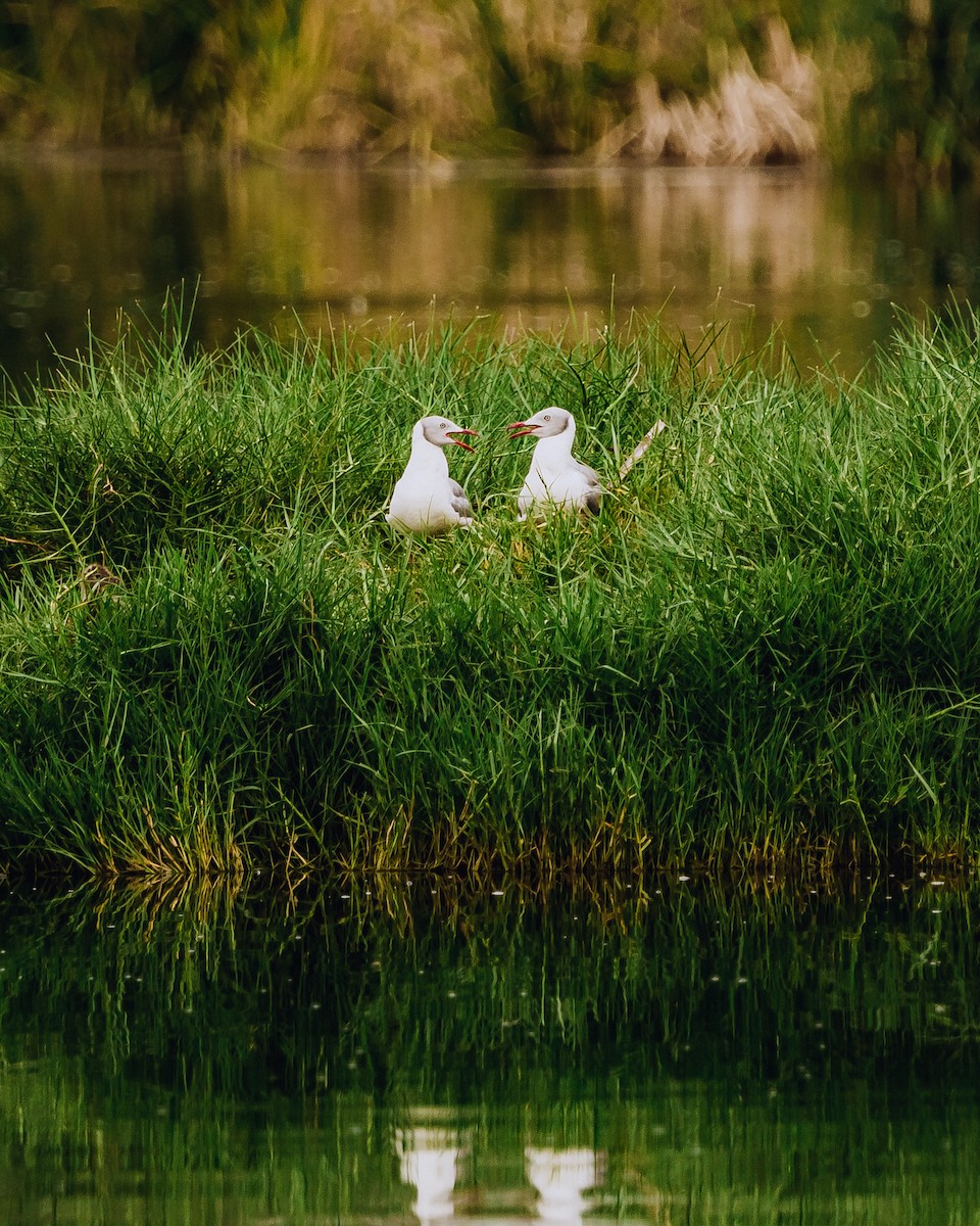 Mouette à tête grise - ML544923981