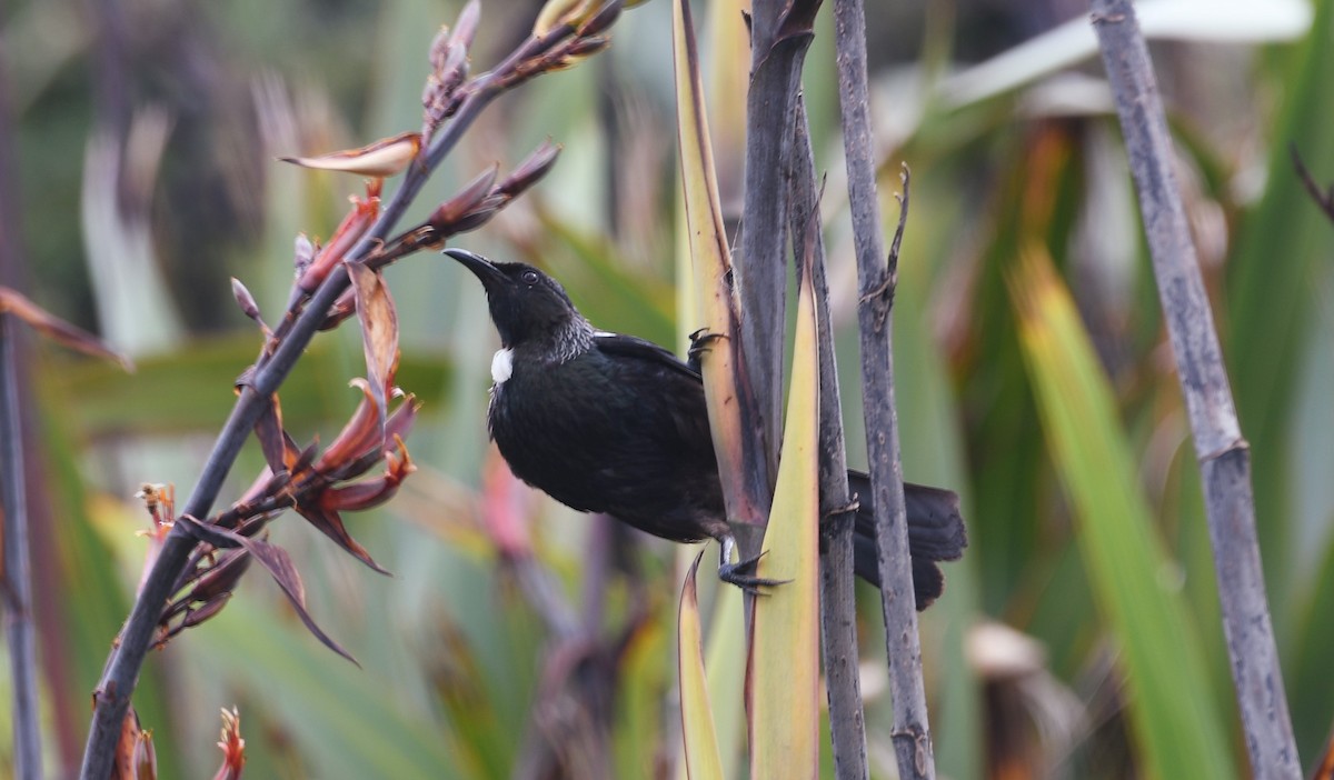 Tui - ML544924041