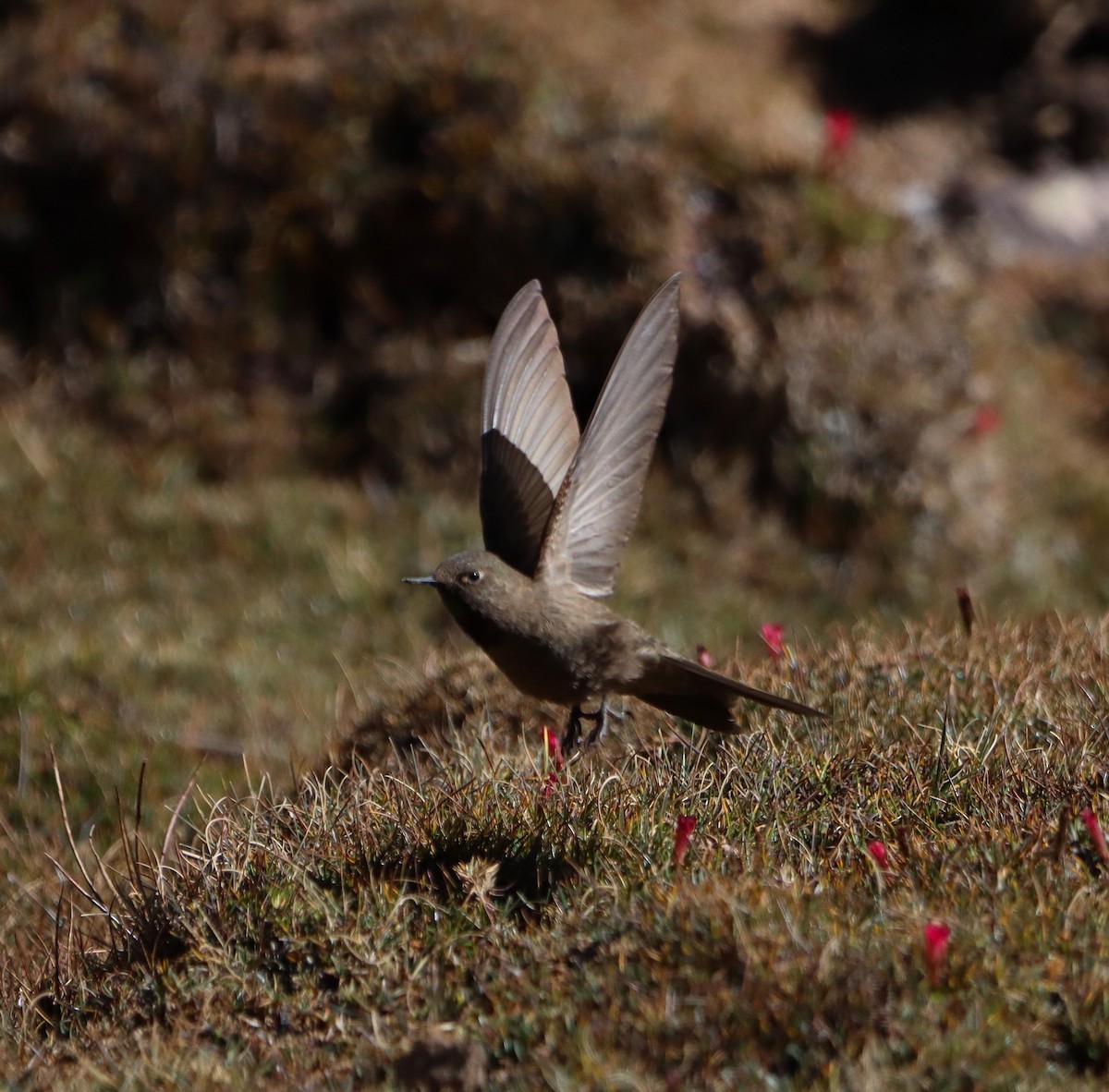 Olivaceous Thornbill - Angel Cárdenas