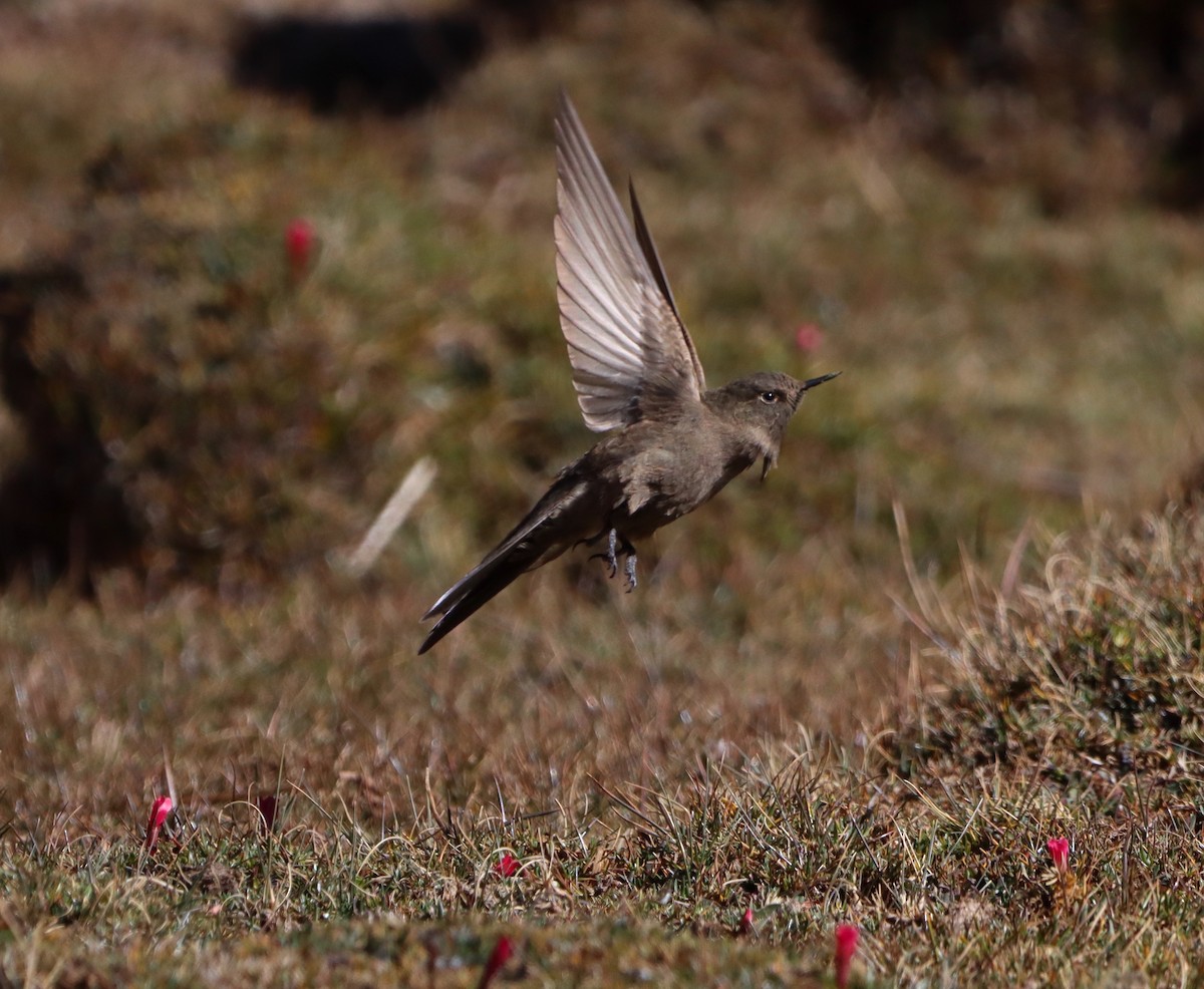 Olivaceous Thornbill - ML544925071