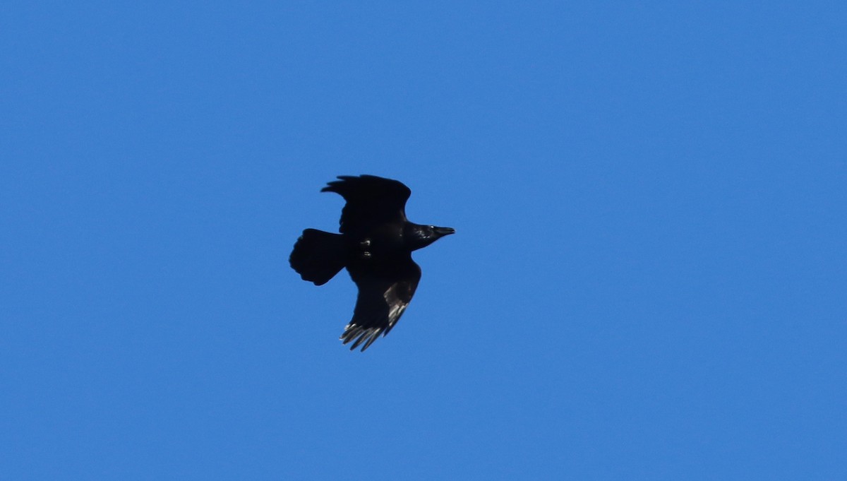 Common Raven - ML544927641