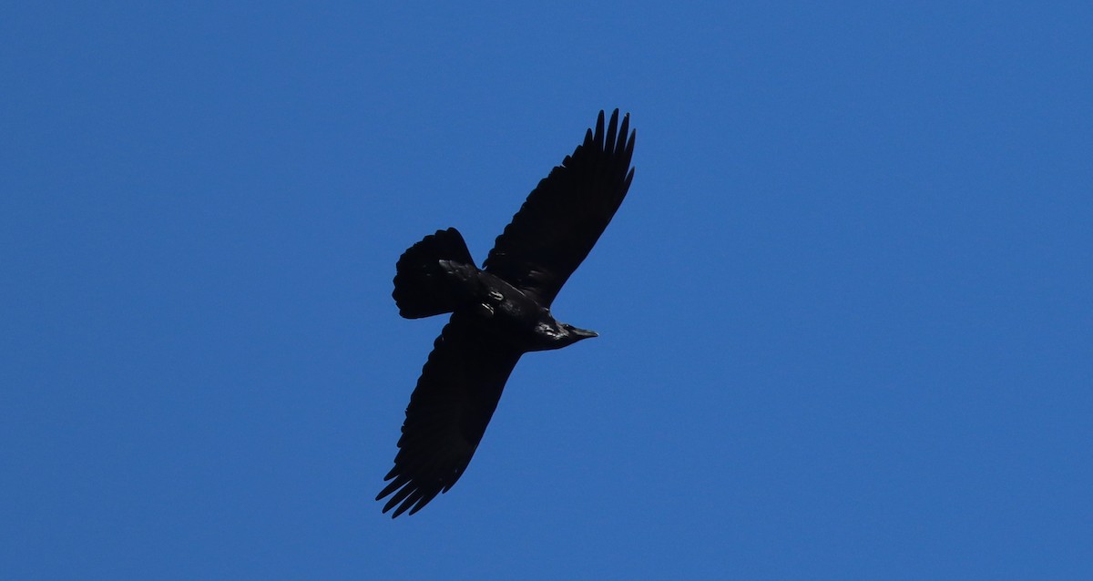 Common Raven - ML544927841