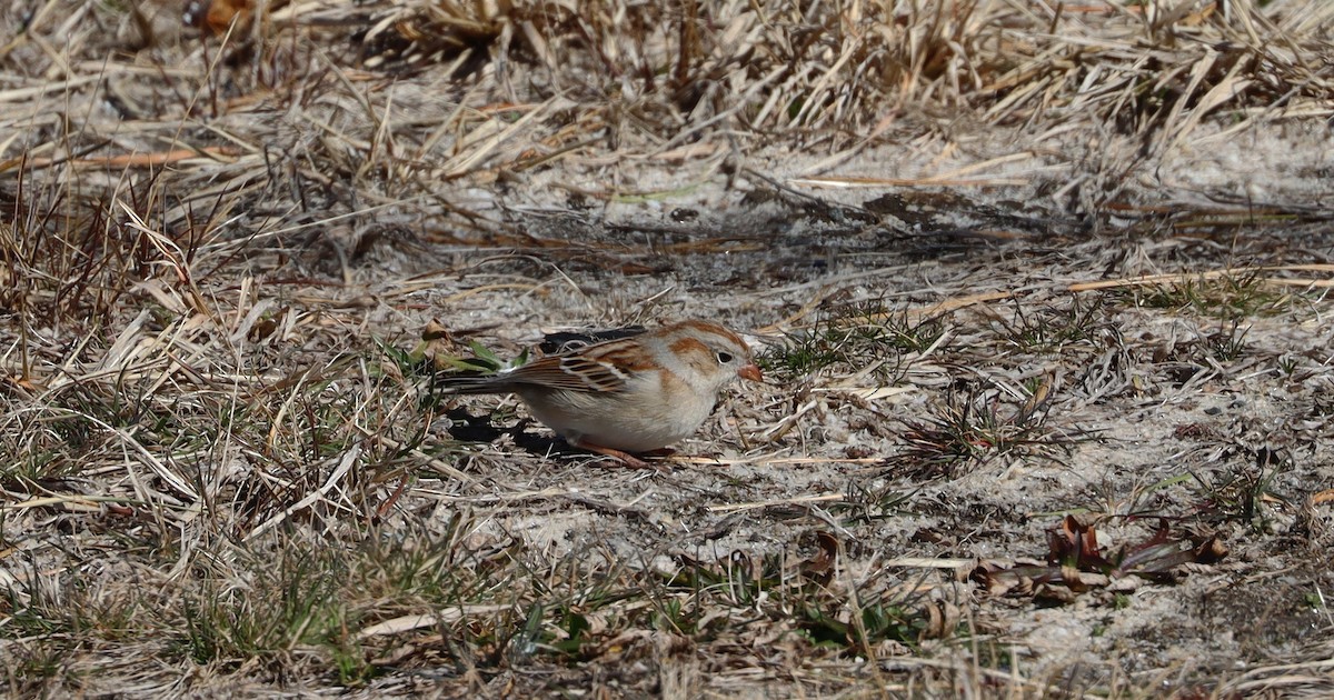 Field Sparrow - ML544928311