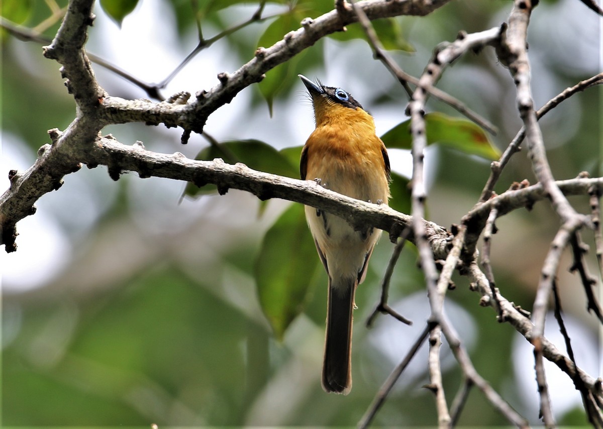 Frilled Monarch - Chris Conard