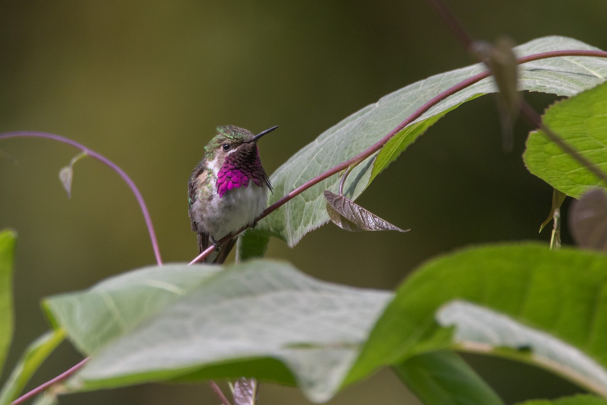 Bumblebee Hummingbird - ML544928491