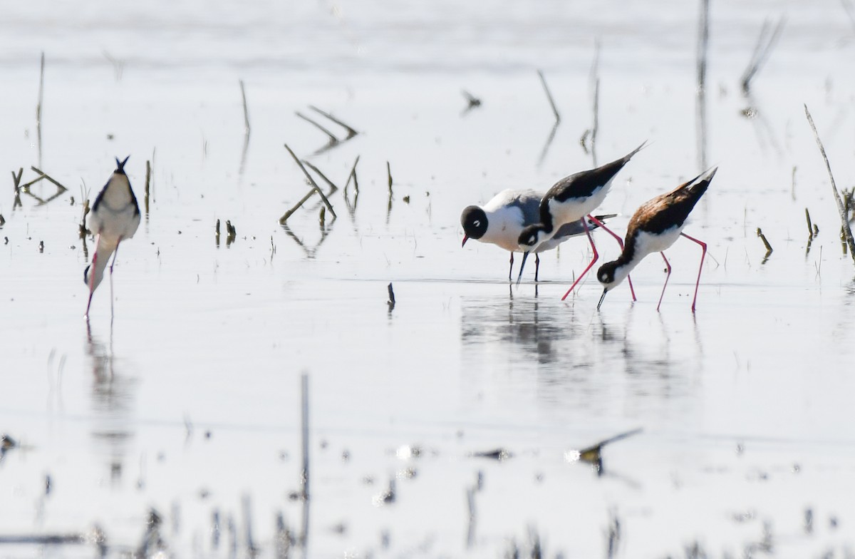 Black-necked Stilt - Esther Sumner