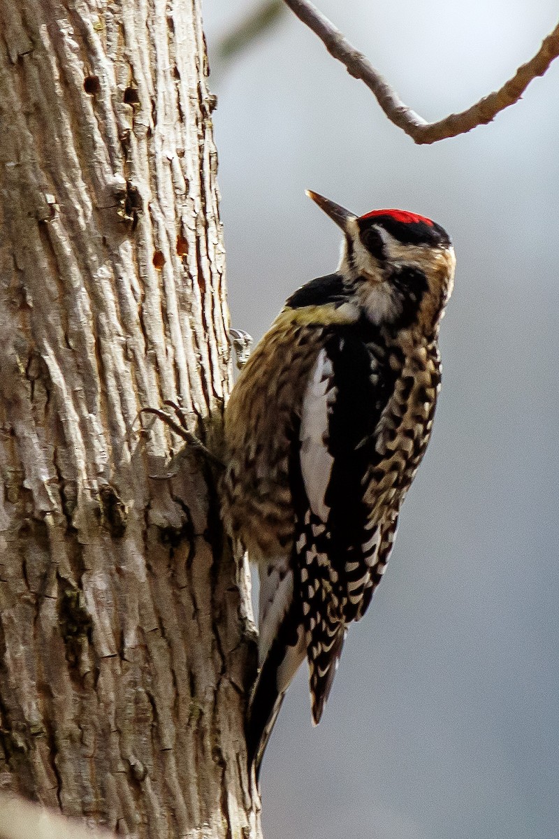 Yellow-bellied Sapsucker - ML544930921