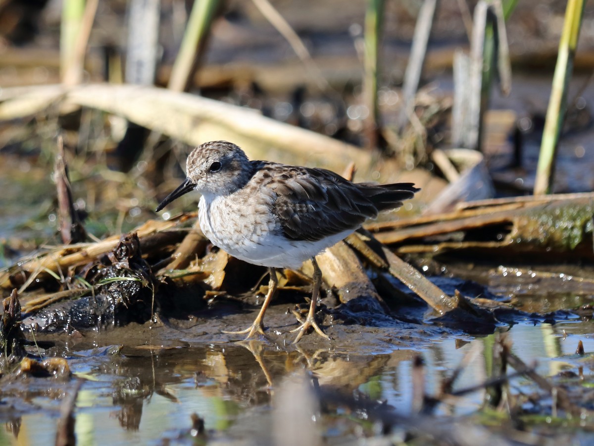 Least Sandpiper - Alta Tanner