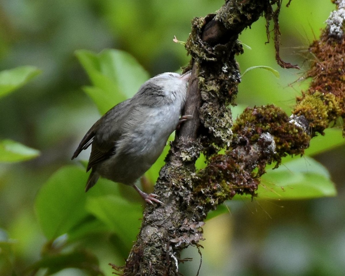 Weißkehl-Kleidervogel - ML544935601