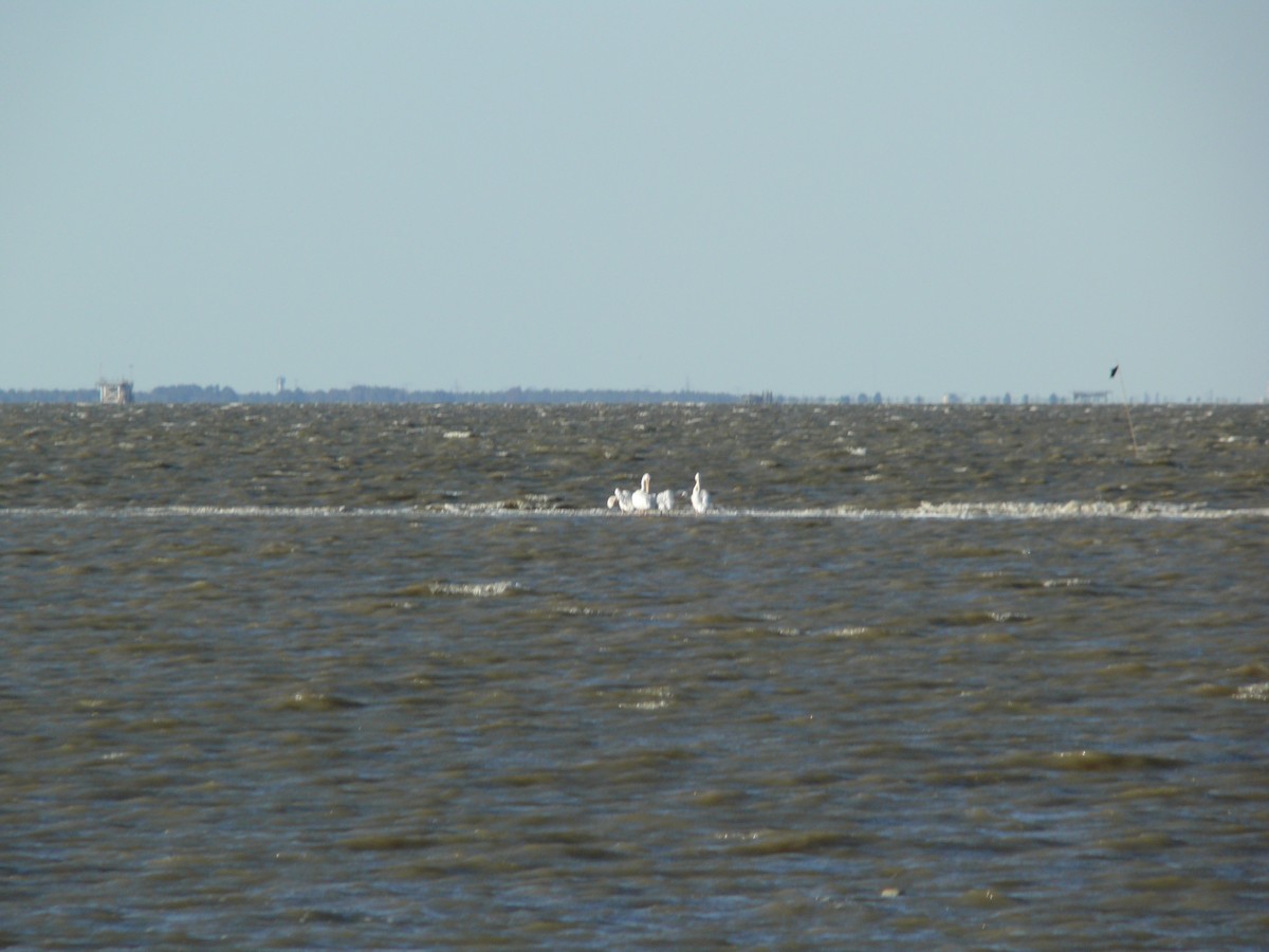 American White Pelican - ML544936811