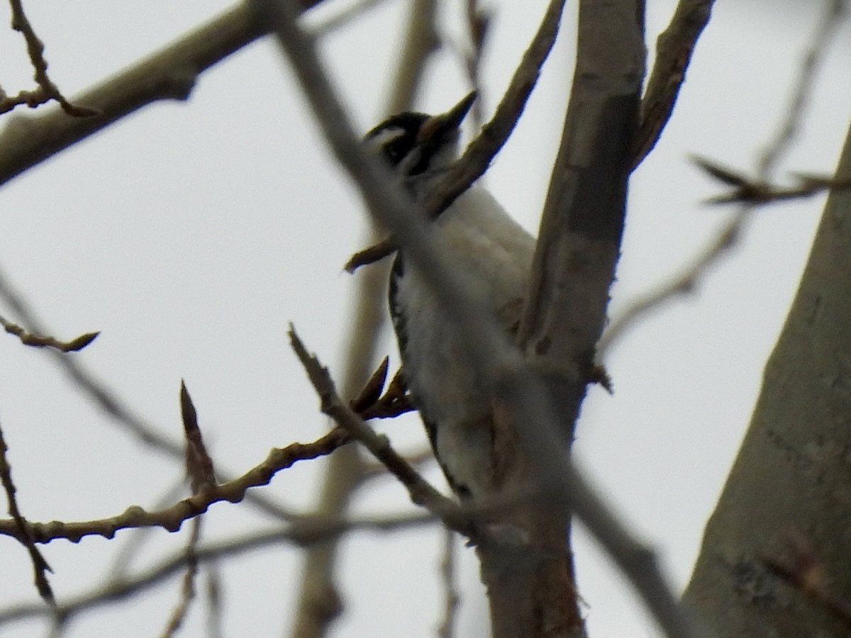 Hairy Woodpecker - ML544939081