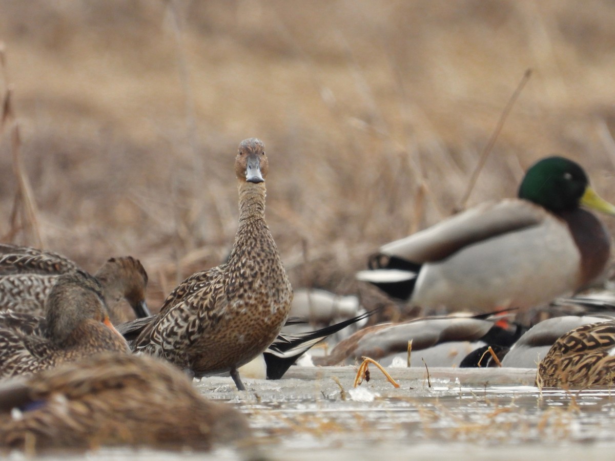 Northern Pintail - Kalin Ocaña