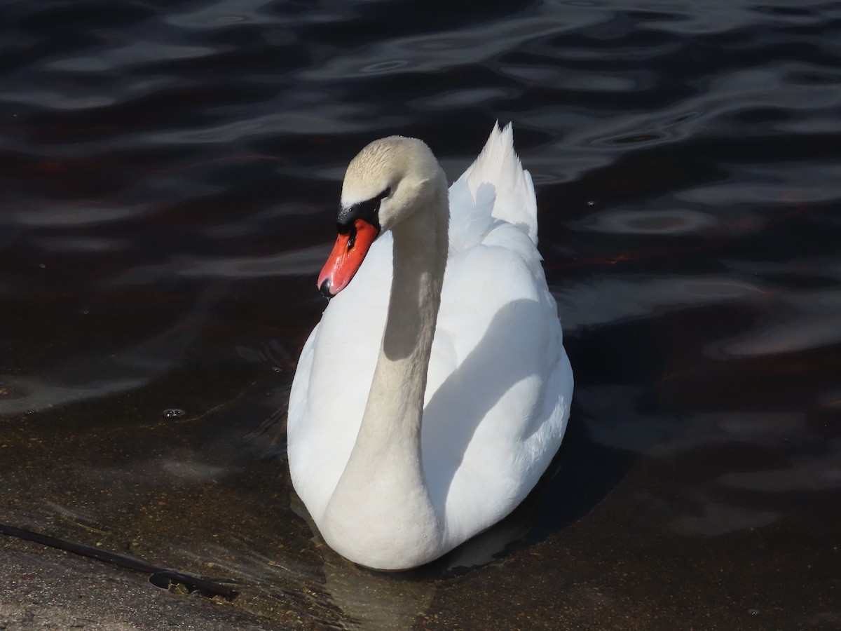 Mute Swan - ML544939751