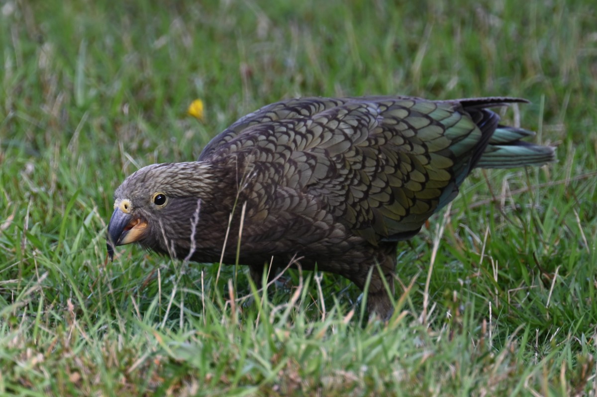 Кеа - ML544939971