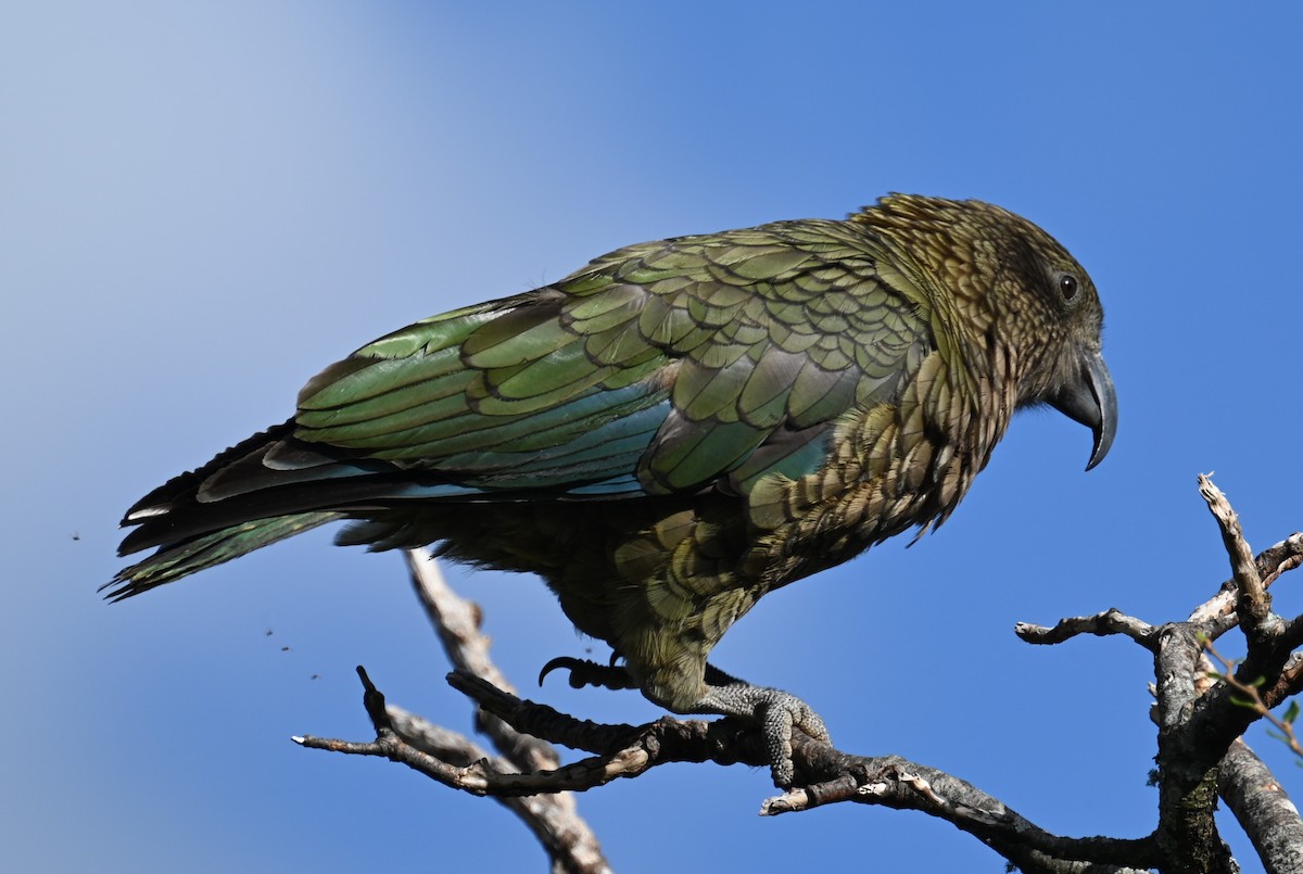 Kea - ML544939991