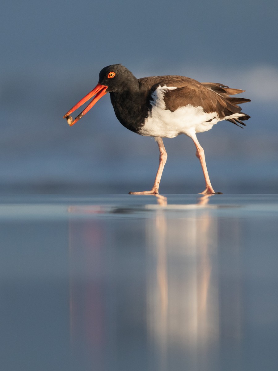 American Oystercatcher - Rain Saulnier