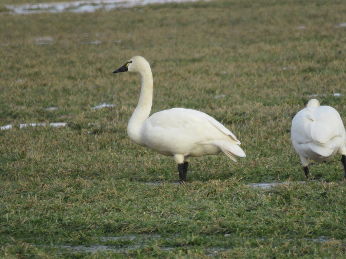 Tundra Swan (Whistling) - ML544940311