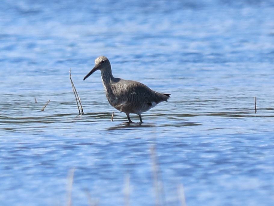 Willet - Alta Tanner