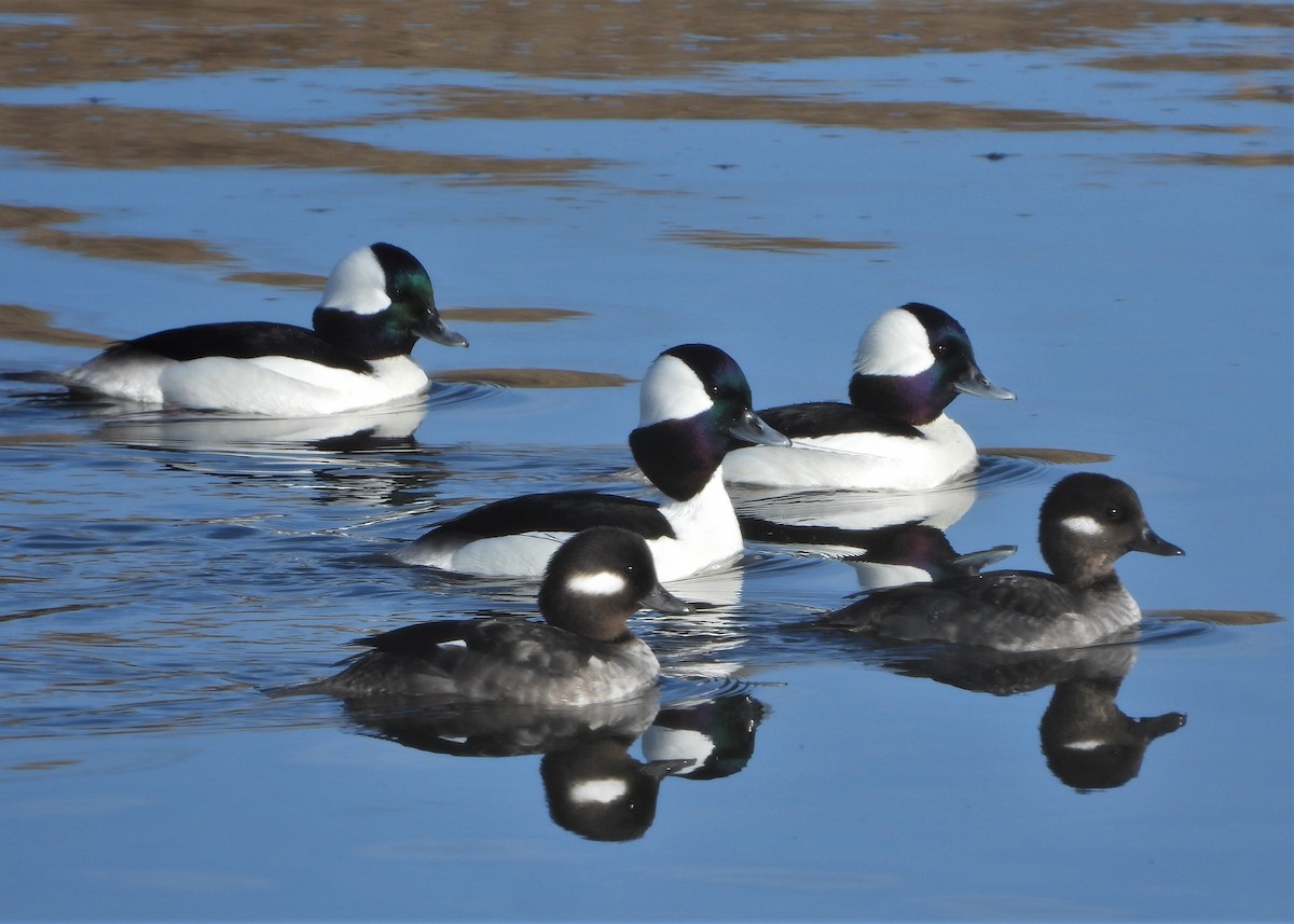 Bufflehead - ML544941791