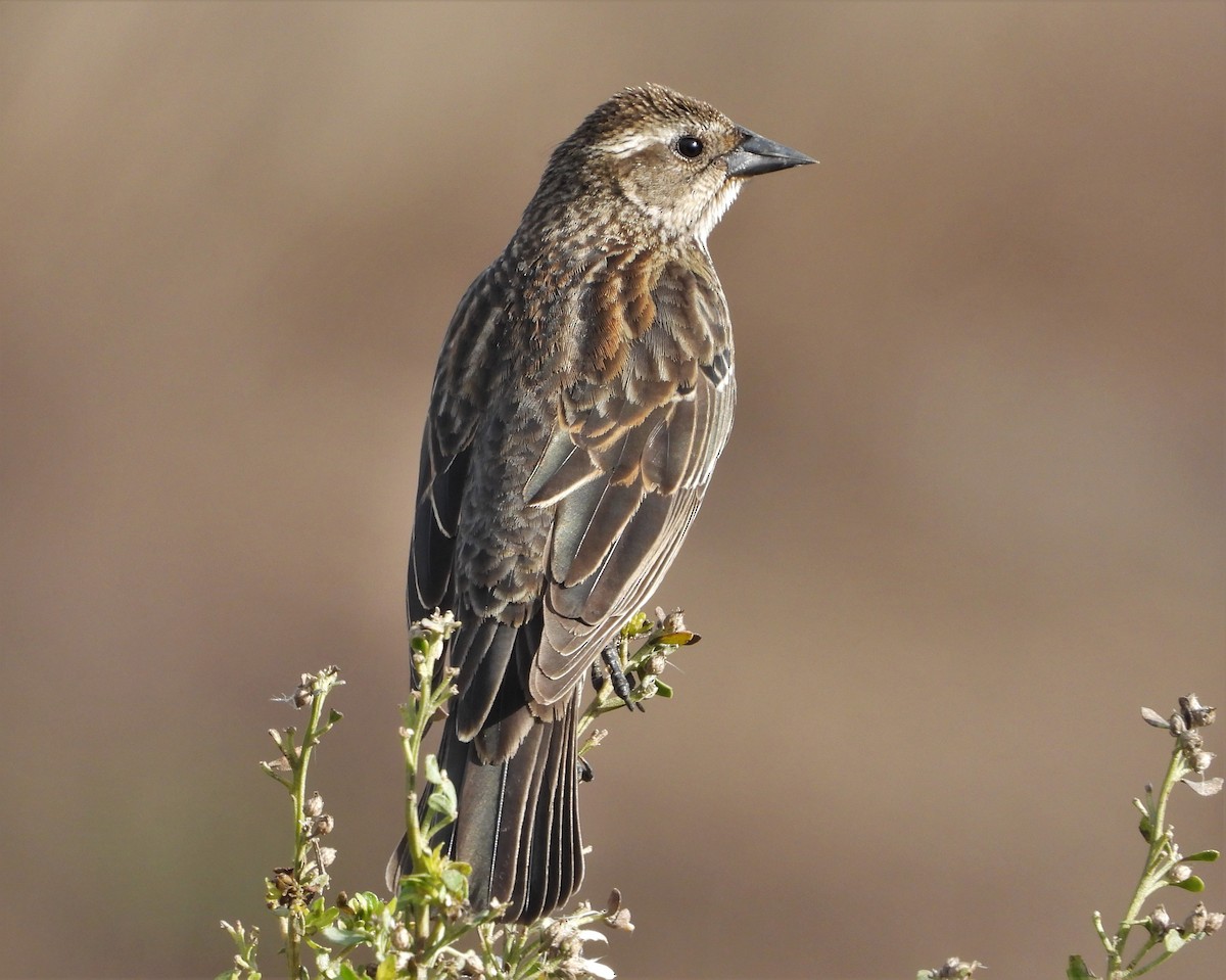 Red-winged Blackbird - ML544942081