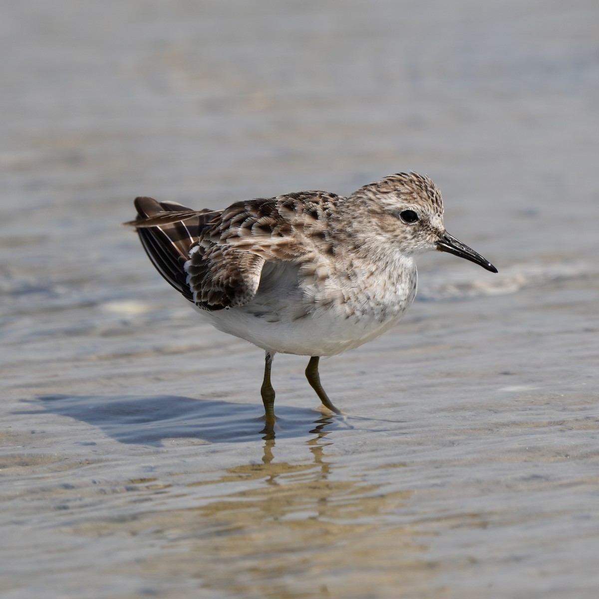 Least Sandpiper - ML544942241