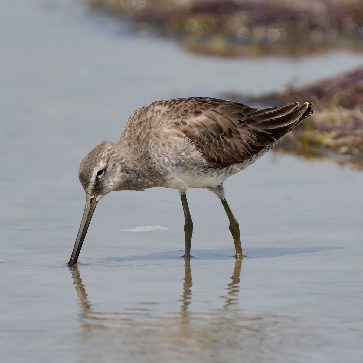 Long-billed Dowitcher - Félix Cloutier