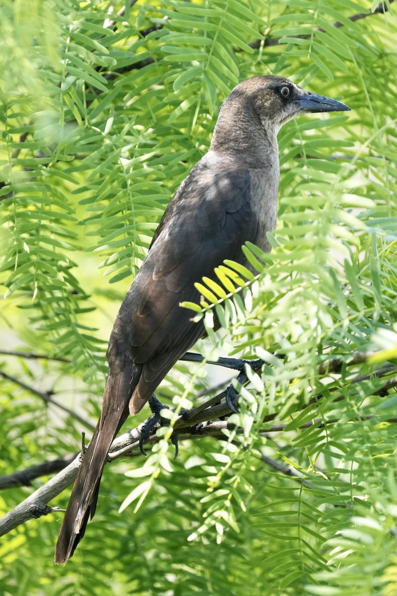 Great-tailed Grackle - ML544942411