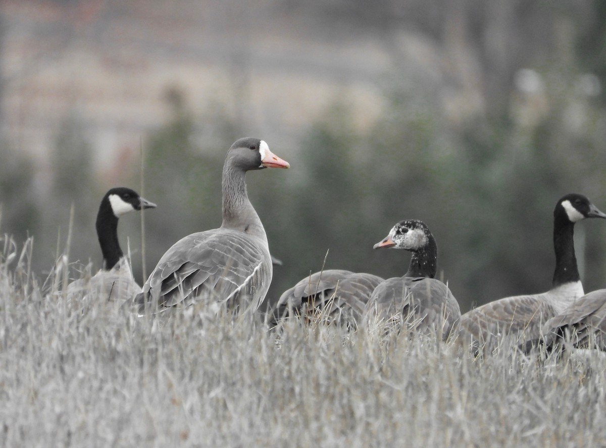 Greater White-fronted Goose - ML544942751