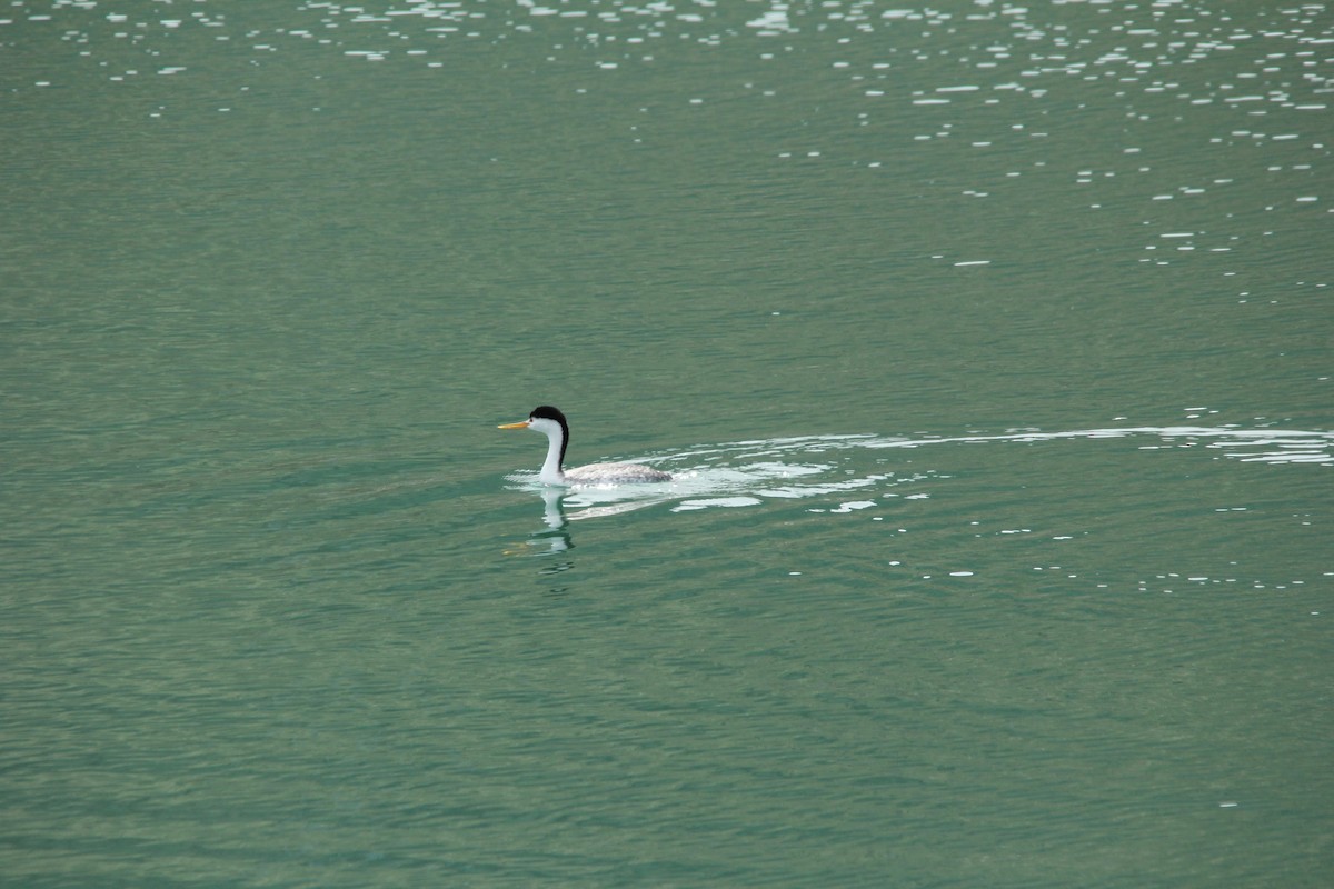 Clark's Grebe - ML544943071