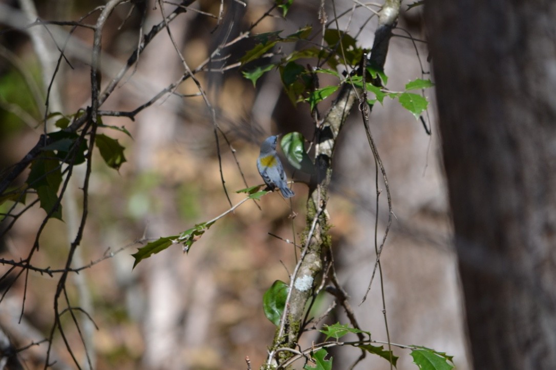 Northern Parula - ML54494361