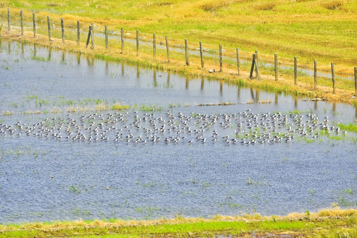 Black-winged Stilt - ML544943641