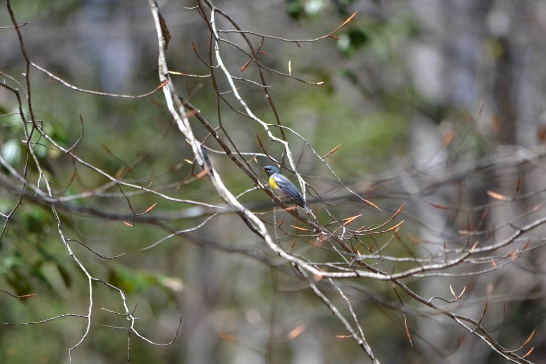 Northern Parula - ML54494371