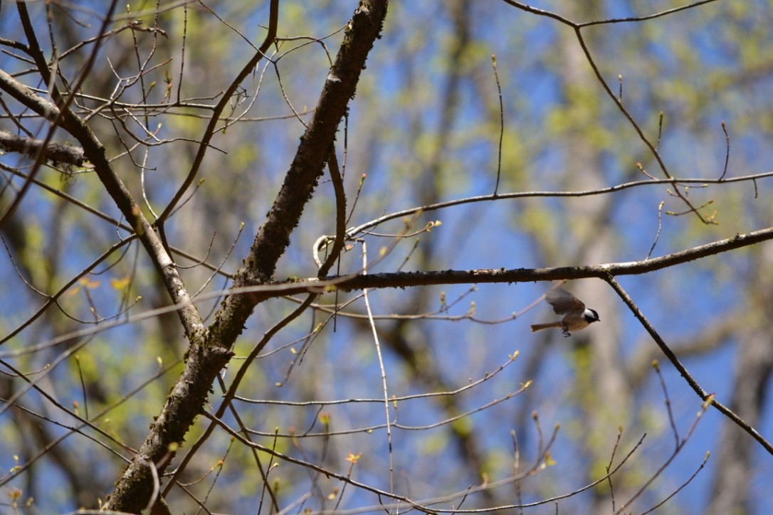 Carolina Chickadee - ML54494431