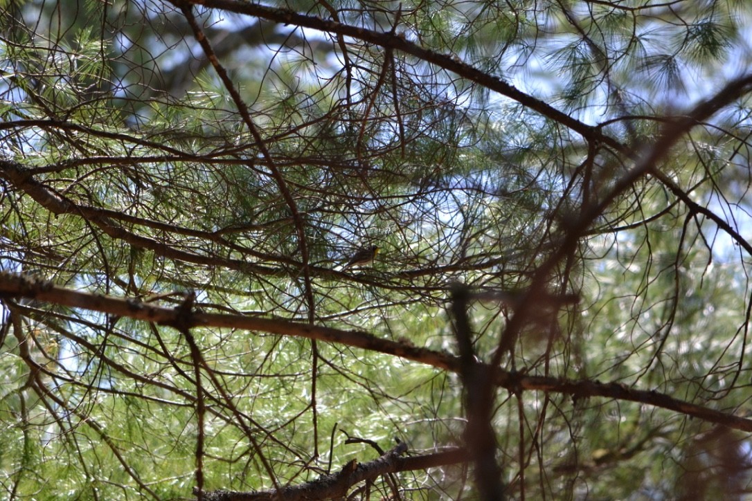 Yellow-throated Warbler - ML54494491