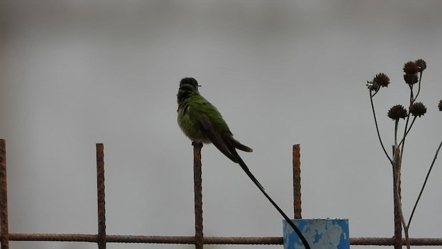 Black-tailed Trainbearer - ML544945271