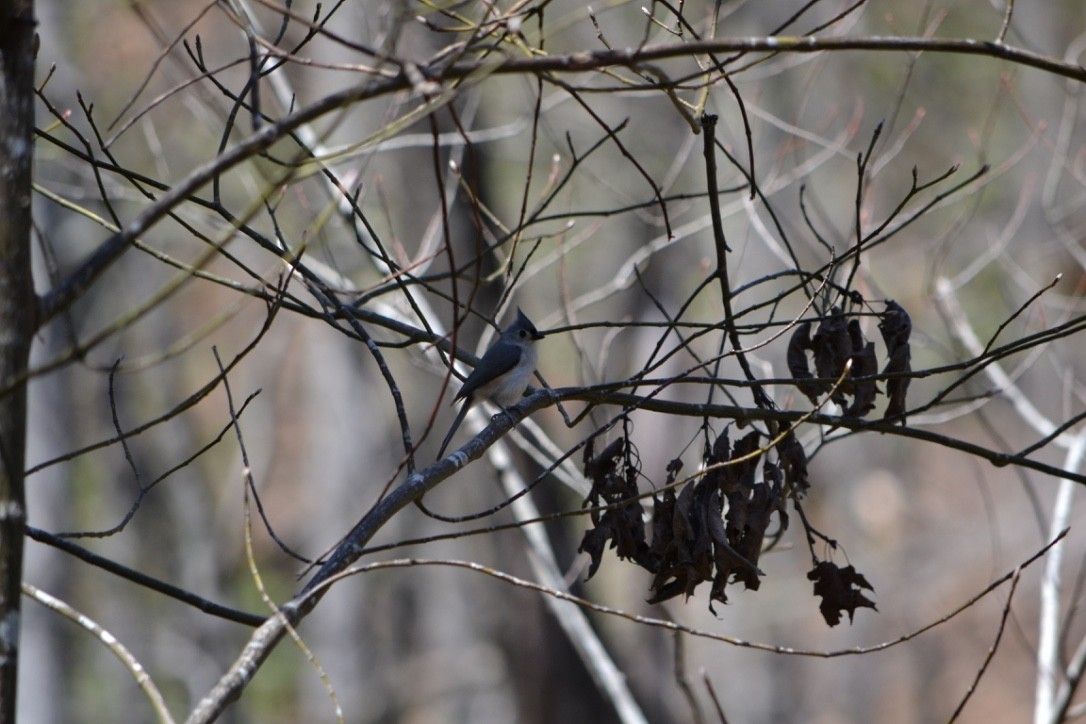 Tufted Titmouse - ML54494541