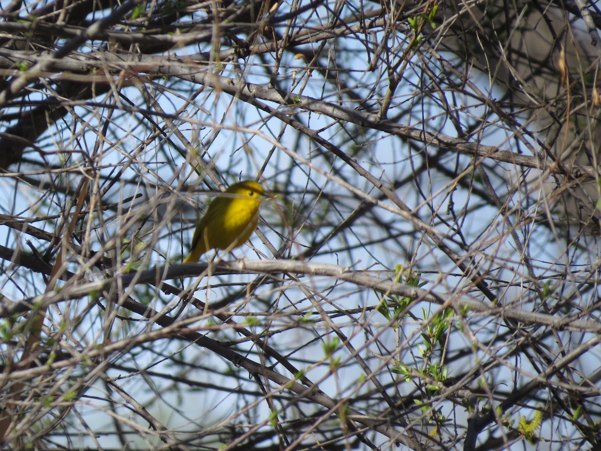 Yellow Warbler - Evan Waite