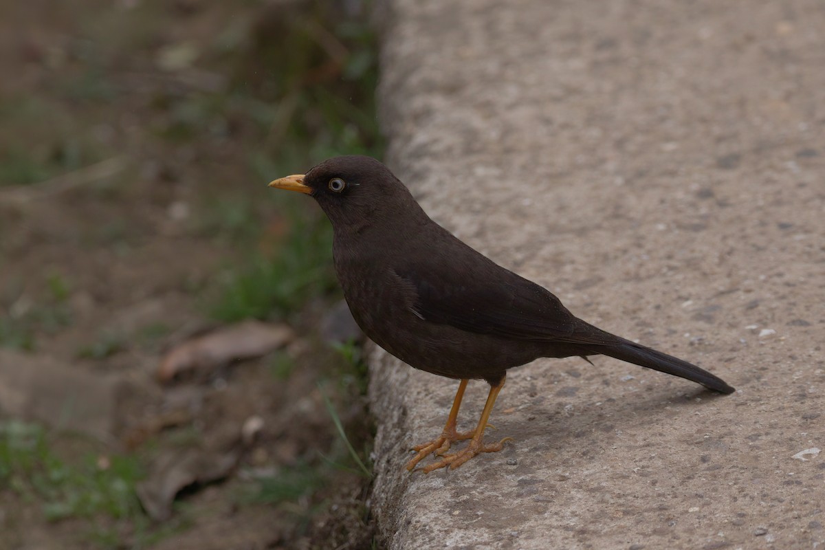 Sooty Thrush - ML544945641