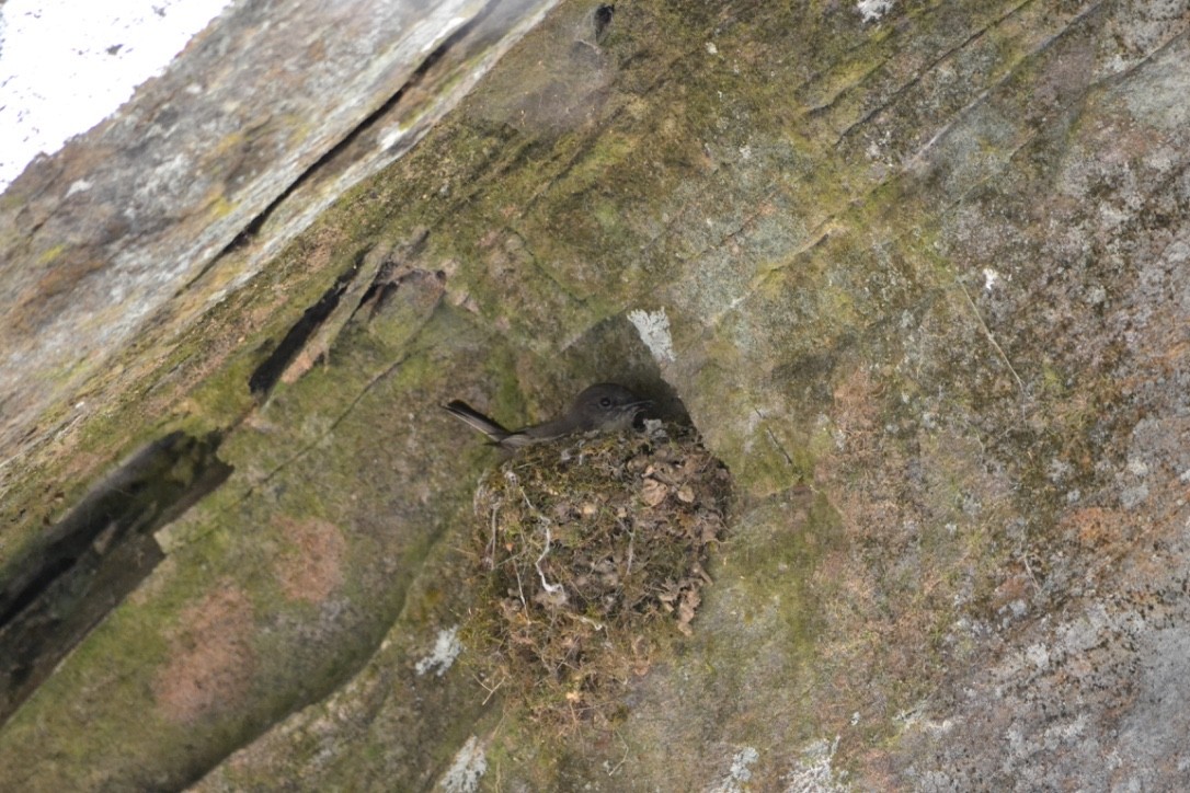 Eastern Phoebe - ML54494571