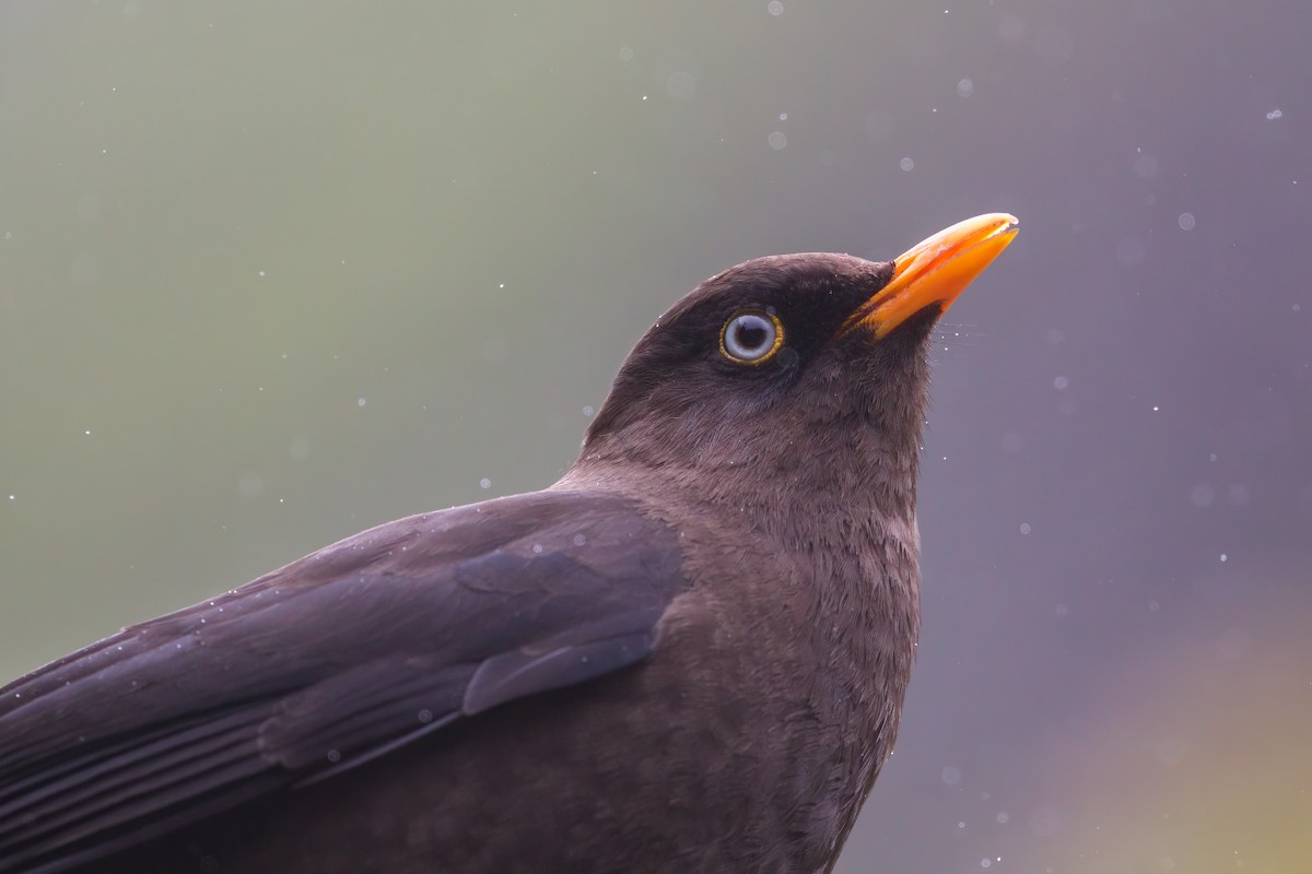 Sooty Thrush - ML544945901