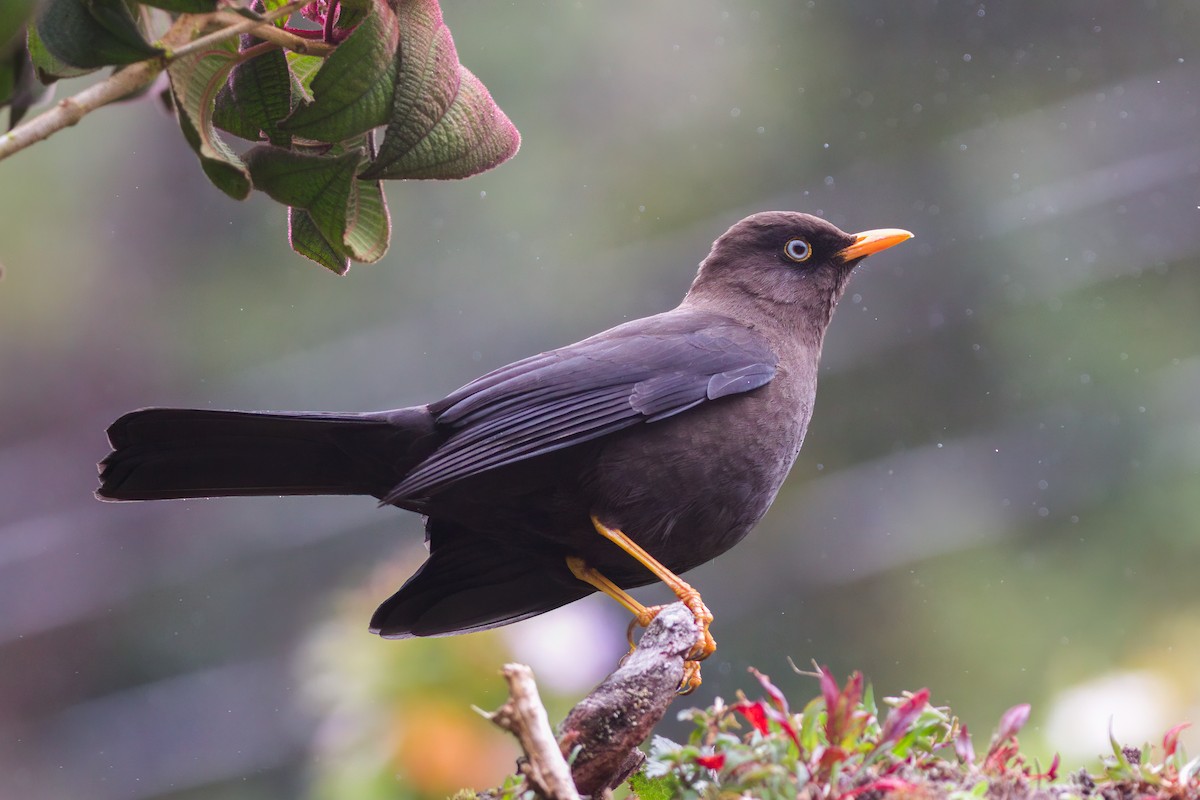 Sooty Thrush - ML544945911