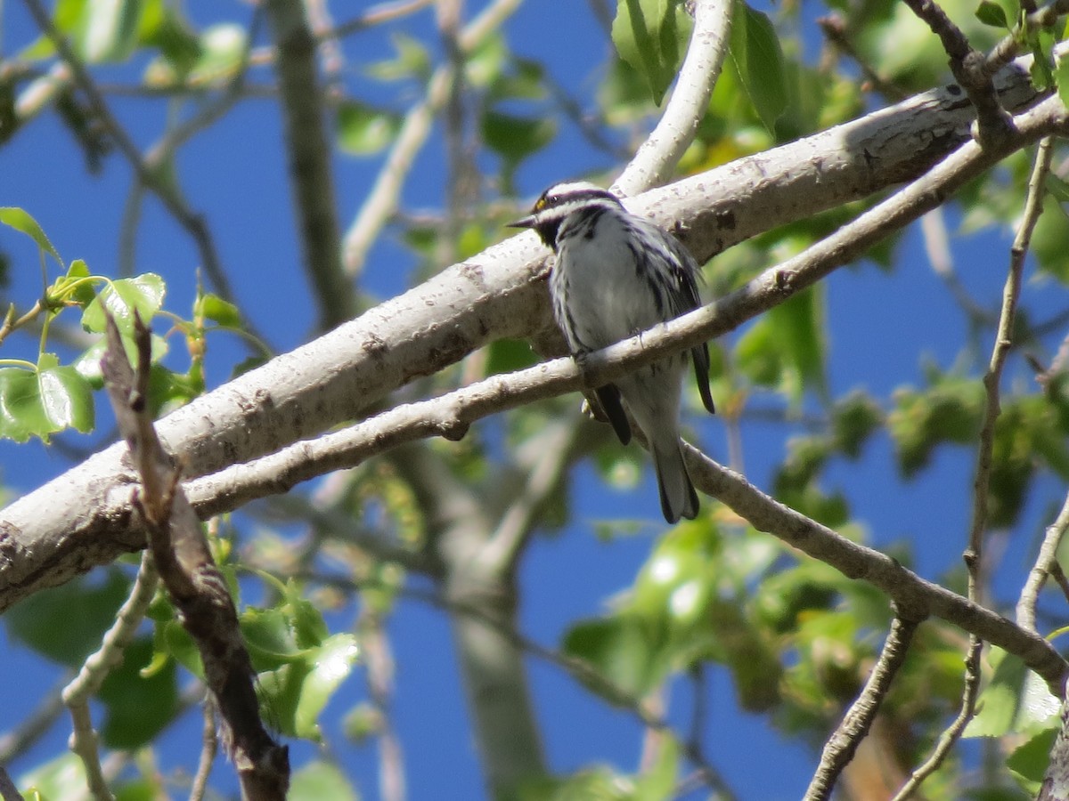 Black-throated Gray Warbler - Evan Waite