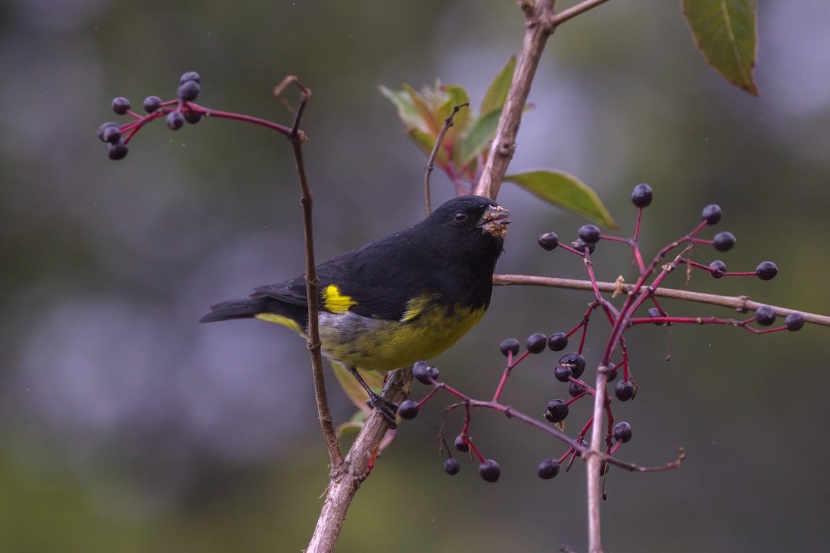 Yellow-bellied Siskin - ML544945961