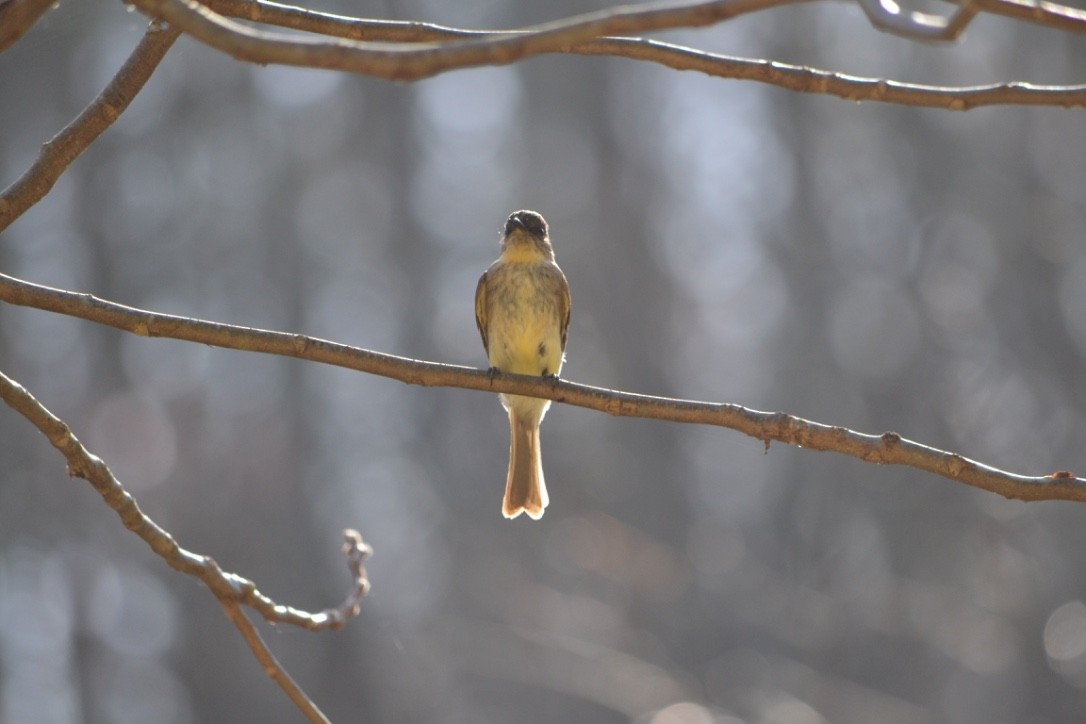Eastern Phoebe - ML54494611