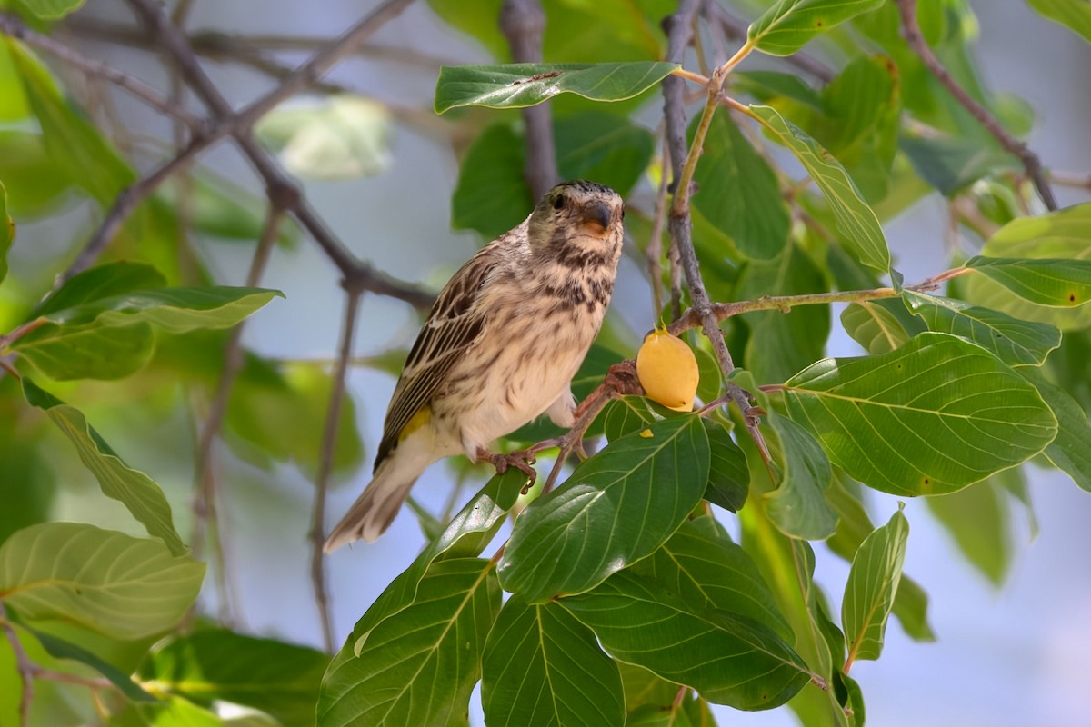 Black-throated Canary - Mike Hooper