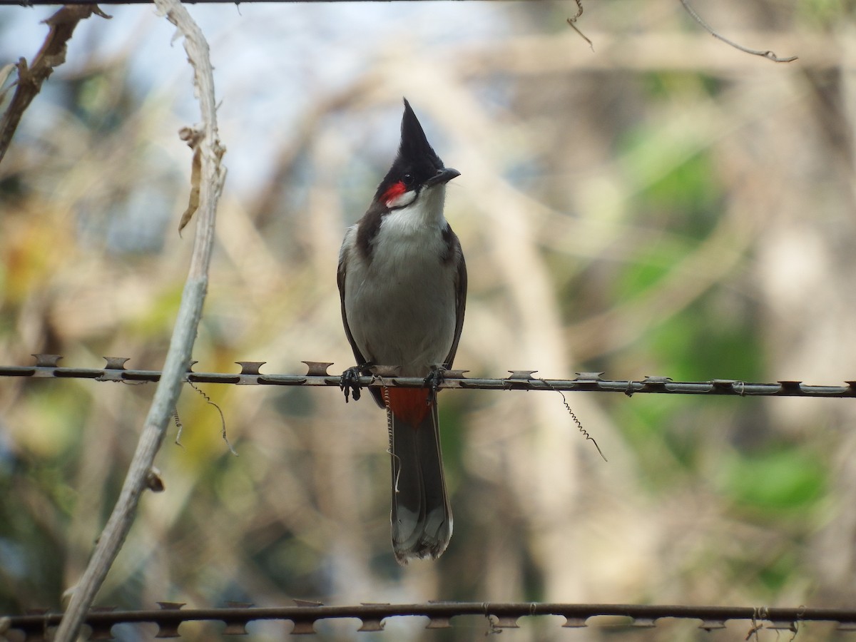 Bulbul à ventre rouge - ML544947241